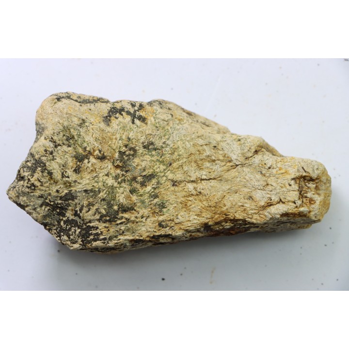 dinosaure freak: TRICERATOPS HORRIDUS