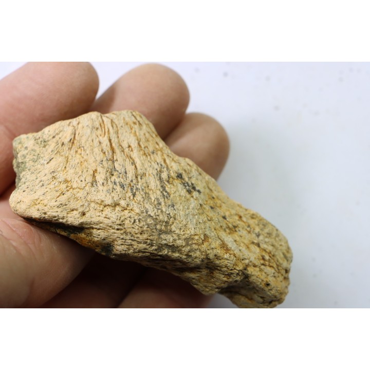 dinosaure freak: TRICERATOPS HORRIDUS