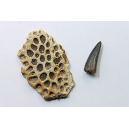 plaque dermique et dent de crocodile DEINOSUCHUS - Hell Creek Fmt - crétacé sup. - South Dakota, USA