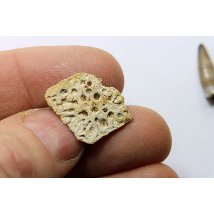 dermic plate  and de crocodil tooth DEINOSUCHUS - Hell Creek Formation - cretaceous - South Dakota
