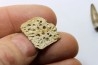 dermic plate and de crocodil tooth DEINOSUCHUS - Hell Creek Formation - cretaceous - South Dakota