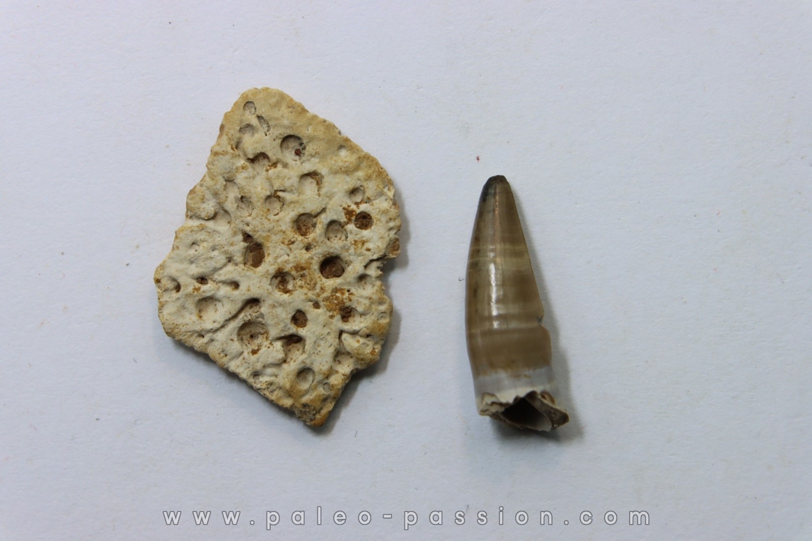 dermic plate and de crocodil tooth DEINOSUCHUS - Hell Creek Formation - cretaceous - South Dakota
