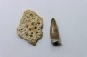 dermic plate and de crocodil tooth DEINOSUCHUS - Hell Creek Formation - cretaceous - South Dakota