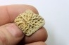 dermic plate  and de crocodil tooth DEINOSUCHUS - Hell Creek Formation - cretaceous - South Dakota