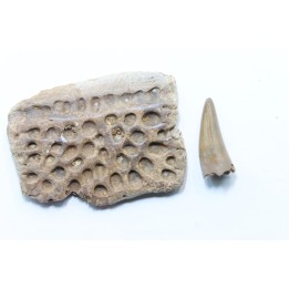 dermic plate  and de crocodil tooth DEINOSUCHUS - Hell Creek Formation - cretaceous - South Dakota
