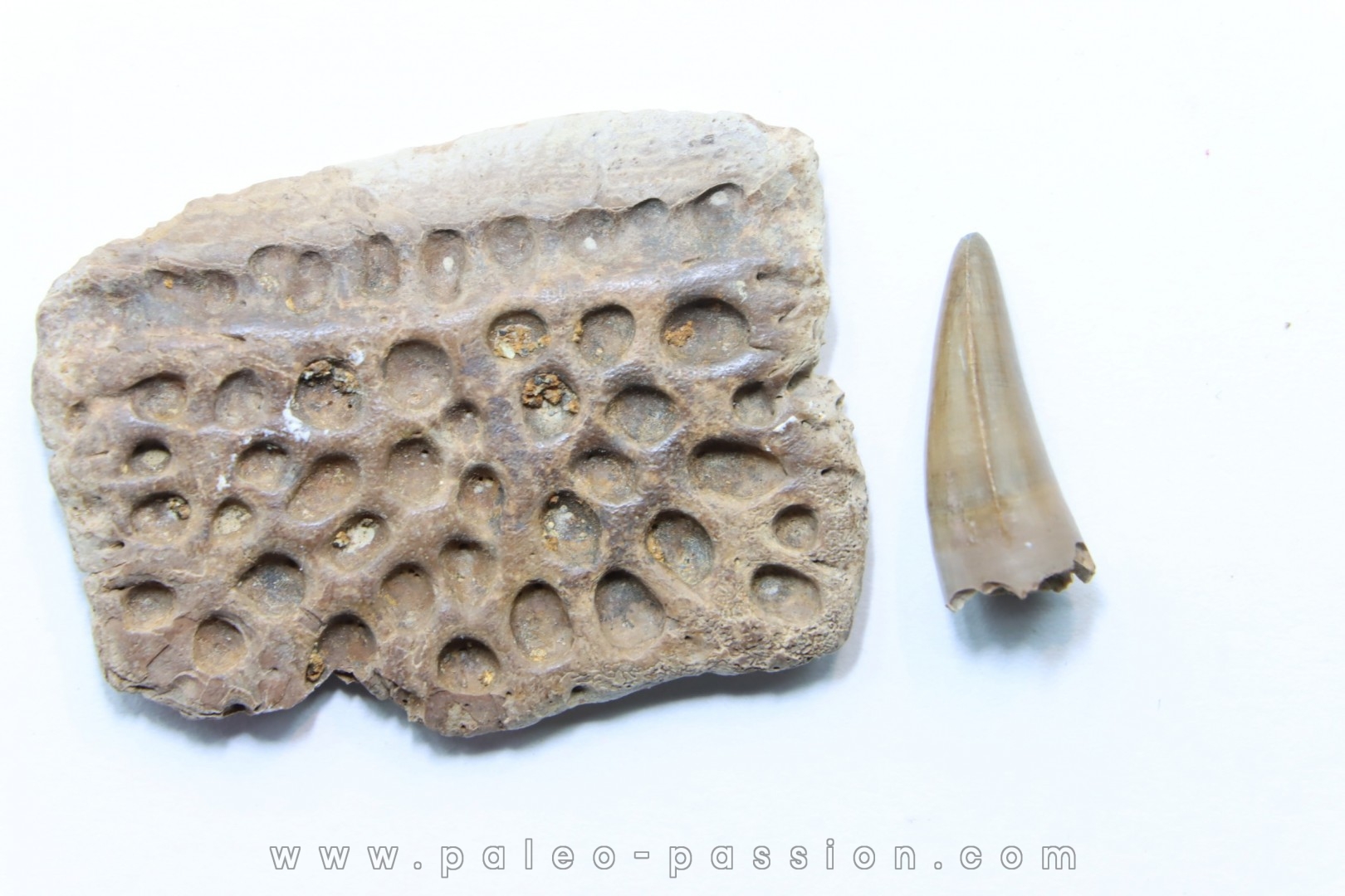 dermic plate and de crocodil tooth DEINOSUCHUS - Hell Creek Formation - cretaceous - South Dakota
