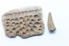 dermic plate and de crocodil tooth DEINOSUCHUS - Hell Creek Formation - cretaceous - South Dakota