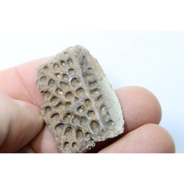 dermic plate  and de crocodil tooth DEINOSUCHUS - Hell Creek Formation - cretaceous - South Dakota
