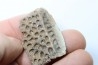 dermic plate and de crocodil tooth DEINOSUCHUS - Hell Creek Formation - cretaceous - South Dakota