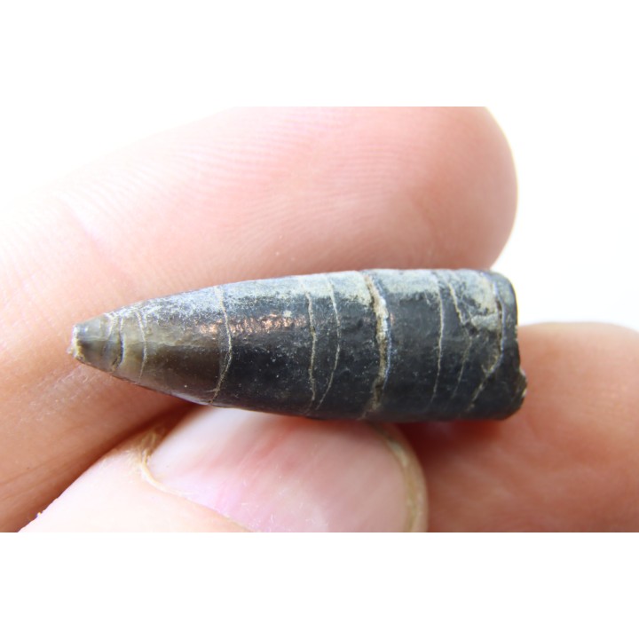 bélemnite: Hibolithes subsulcatus (MUNSTER, 1830) - lower Tithonian- Muhlheim - Germany