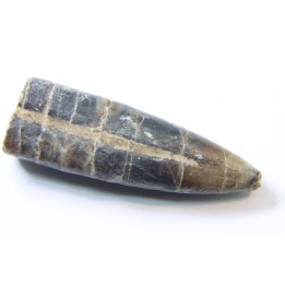 bélemnite: Hibolithes subsulcatus (MUNSTER, 1830) - lower Tithonian- Muhlheim - Germany