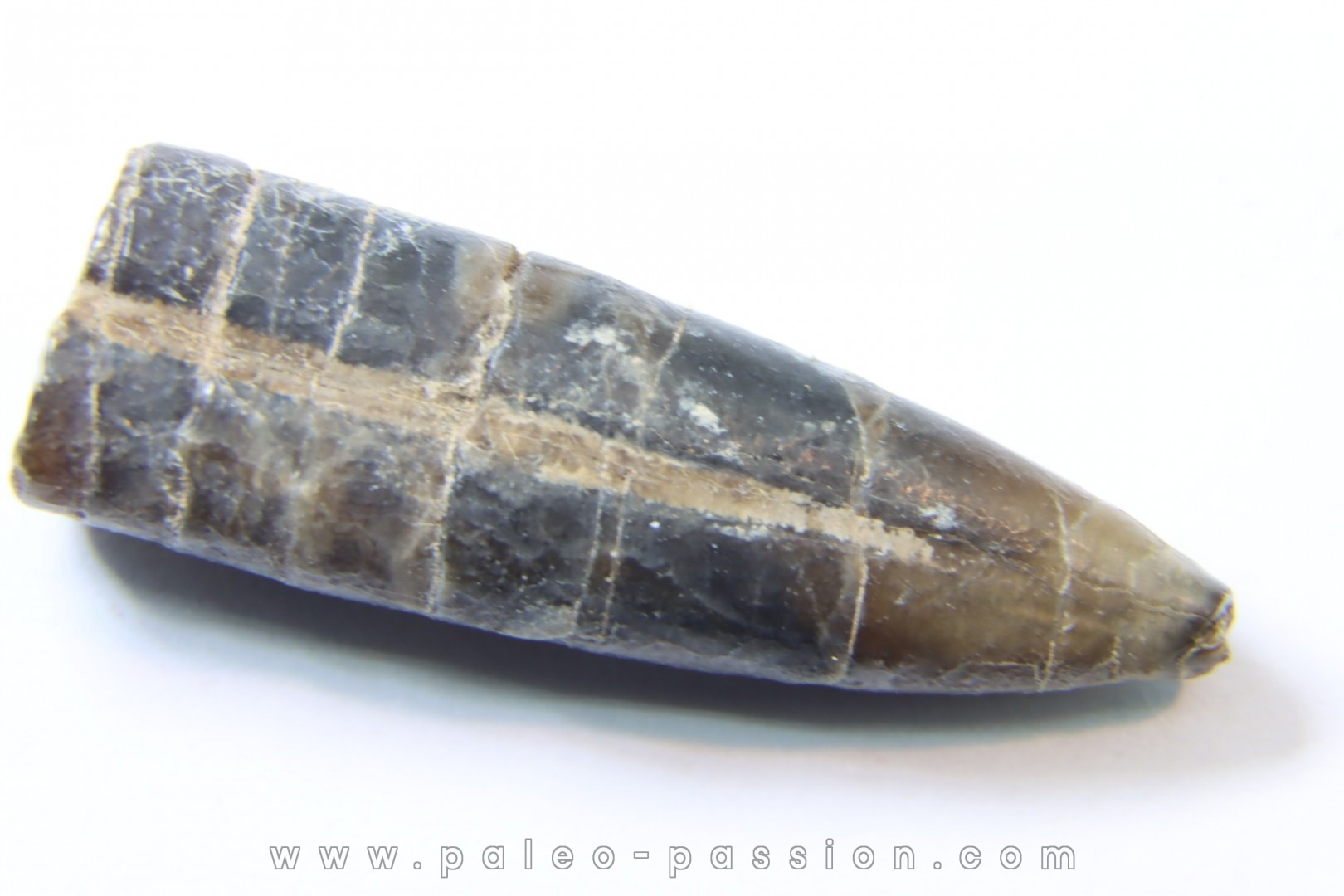 bélemnite: Hibolithes subsulcatus (MUNSTER, 1830) - lower Tithonian- Muhlheim - Germany