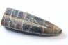 fossile de bélemnite du jurassique "déformé" durant l' EVENEMENT DU  RIES (14.5 M.A.)
