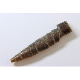 bélemnite: Hibolithes subsulcatus (MUNSTER, 1830) - lower Tithonian- Muhlheim - Germany