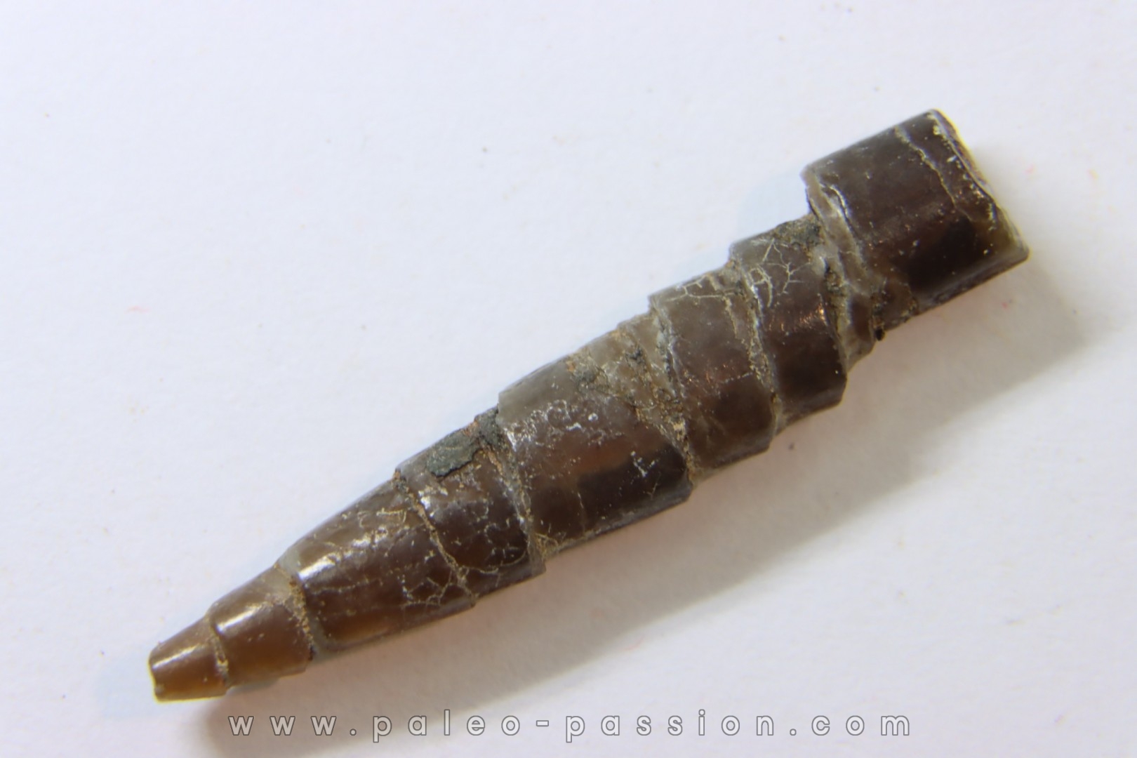 bélemnite: Hibolithes subsulcatus (MUNSTER, 1830) - lower Tithonian- Muhlheim - Germany