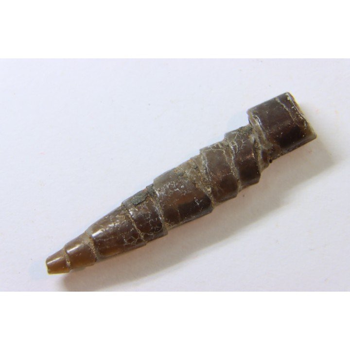 fossile de bélemnite du jurassique "déformé" durant l' EVENEMENT DU  RIES (14.5 M.A.)