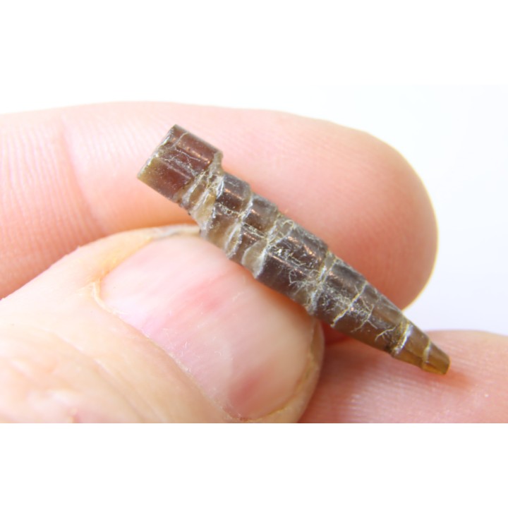 fossile de bélemnite du jurassique "déformé" durant l' EVENEMENT DU  RIES (14.5 M.A.)