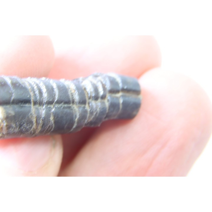 fossile de bélemnite du jurassique "déformé" durant l' EVENEMENT DU  RIES (14.5 M.A.)