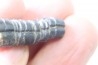 bélemnite: Hibolithes subsulcatus (MUNSTER, 1830) - lower Tithonian- Muhlheim - Germany