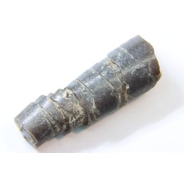 fossile de bélemnite du jurassique "déformé" durant l' EVENEMENT DU  RIES (14.5 M.A.)