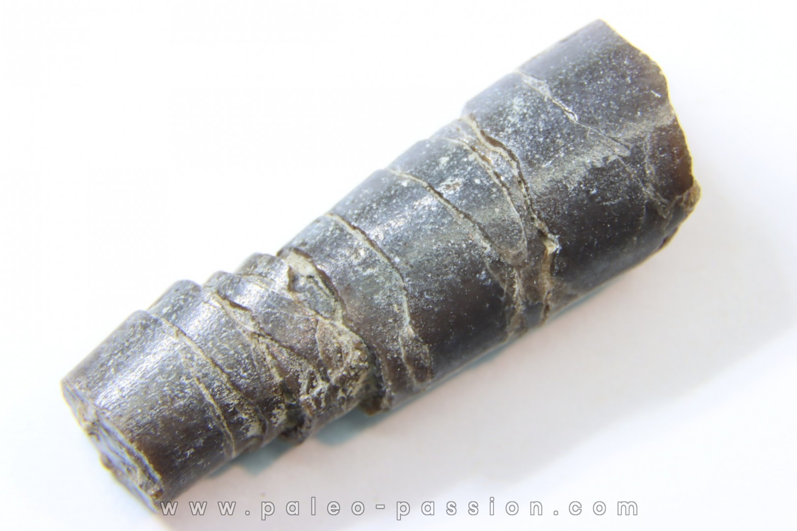 bélemnite: Hibolithes subsulcatus (MUNSTER, 1830) - lower Tithonian- Muhlheim - Germany