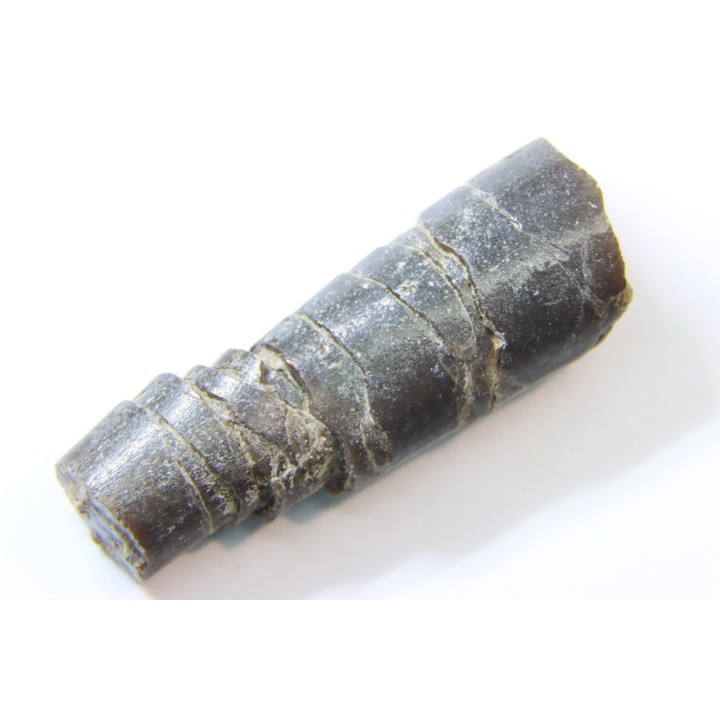 bélemnite: Hibolithes subsulcatus (MUNSTER, 1830) - lower Tithonian- Muhlheim - Germany
