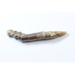 fossile de bélemnite du jurassique "déformé" durant l' EVENEMENT DU  RIES (14.5 M.A.)