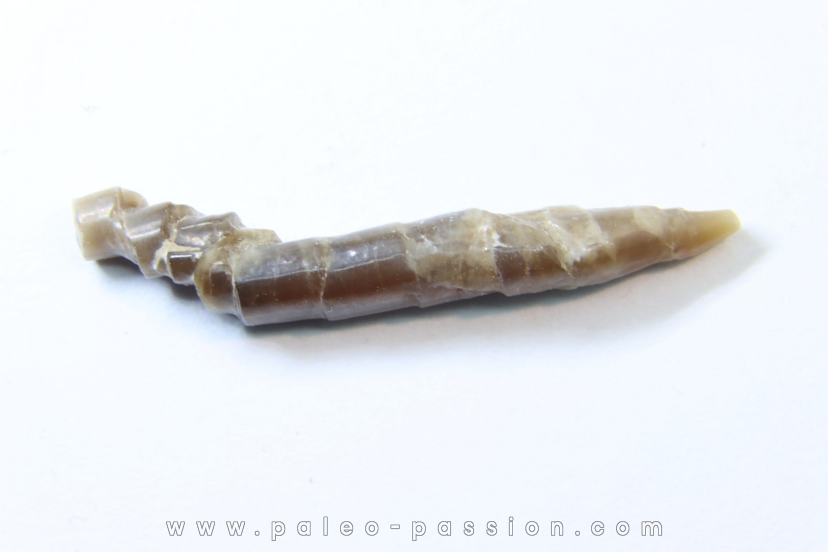 bélemnite: Hibolithes subsulcatus (MUNSTER, 1830) - lower Tithonian- Muhlheim - Germany