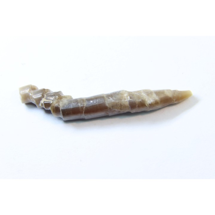 bélemnite: Hibolithes subsulcatus (MUNSTER, 1830) - lower Tithonian- Muhlheim - Germany