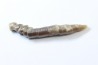 bélemnite: Hibolithes subsulcatus (MUNSTER, 1830) - lower Tithonian- Muhlheim - Germany
