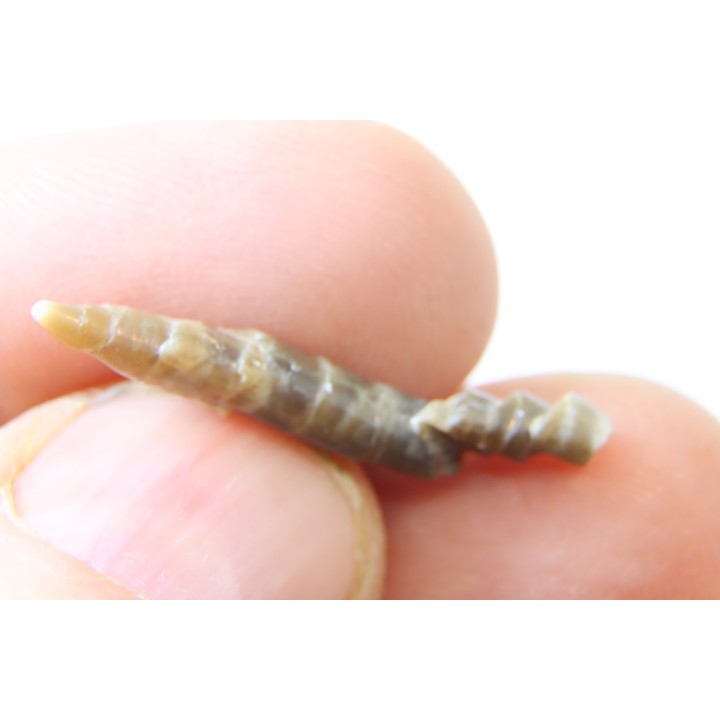 fossile de bélemnite du jurassique "déformé" durant l' EVENEMENT DU  RIES (14.5 M.A.)