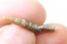 fossile de bélemnite du jurassique "déformé" durant l' EVENEMENT DU  RIES (14.5 M.A.)