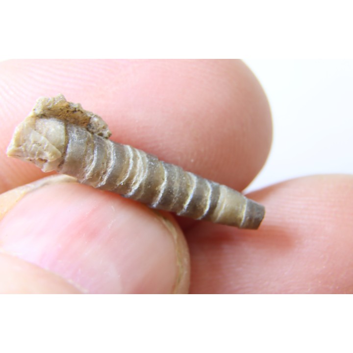 fossile de bélemnite du jurassique "déformé" durant l' EVENEMENT DU  RIES (14.5 M.A.)