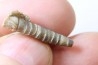 bélemnite: Hibolithes subsulcatus (MUNSTER, 1830) - lower Tithonian- Muhlheim - Germany