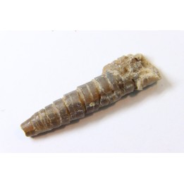 bélemnite: Hibolithes subsulcatus (MUNSTER, 1830) - lower Tithonian- Muhlheim - Germany