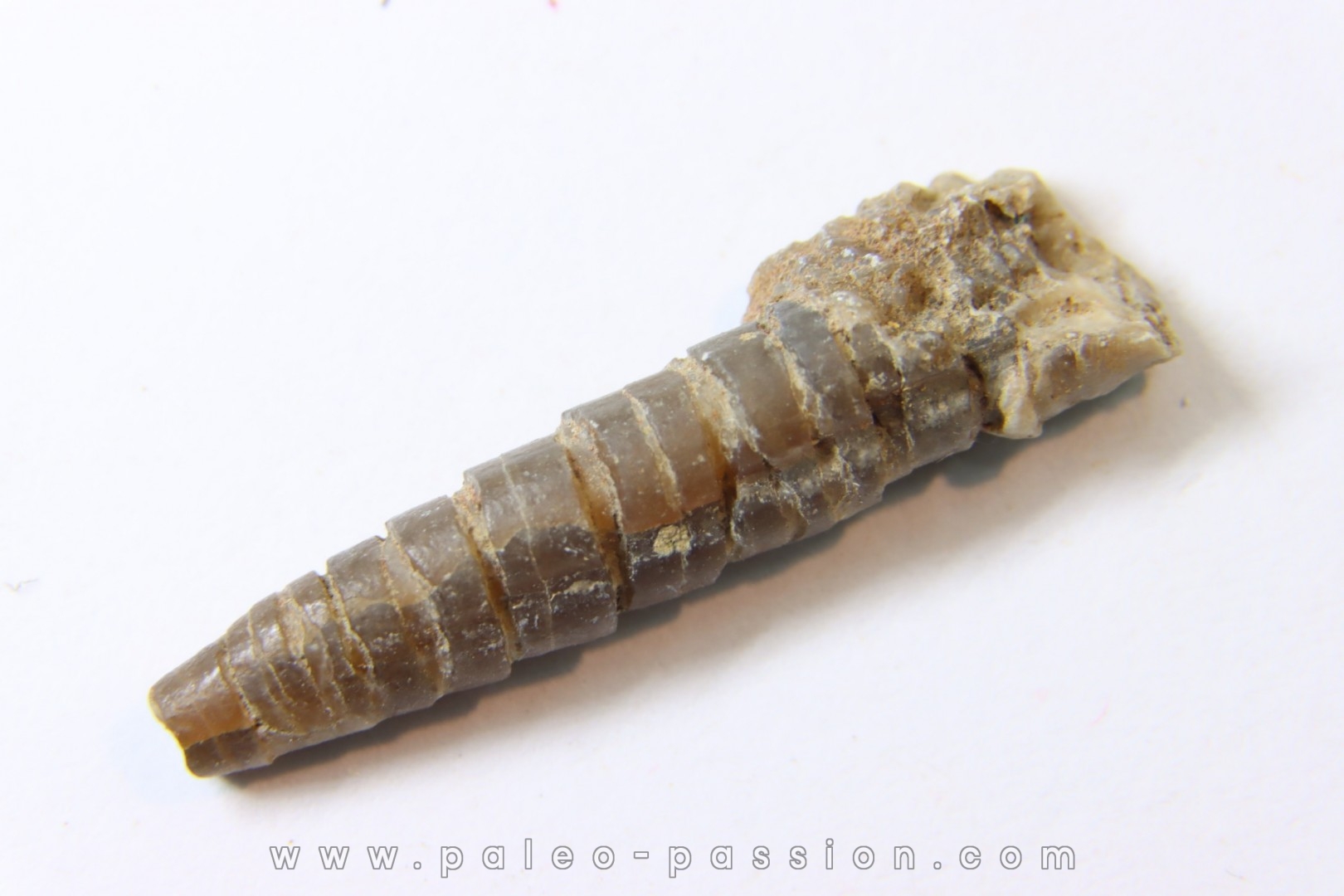 bélemnite: Hibolithes subsulcatus (MUNSTER, 1830) - lower Tithonian- Muhlheim - Germany