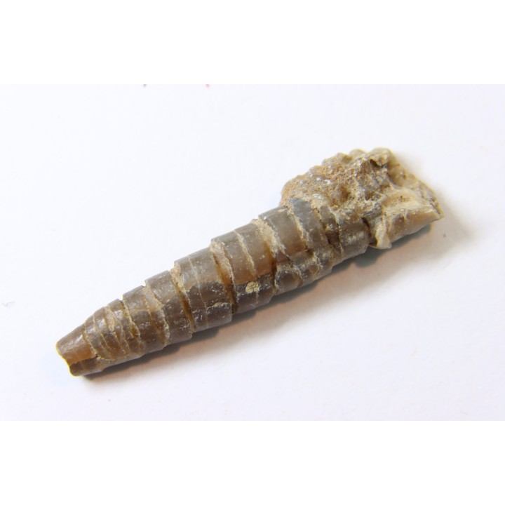 bélemnite: Hibolithes subsulcatus (MUNSTER, 1830) - lower Tithonian- Muhlheim - Germany