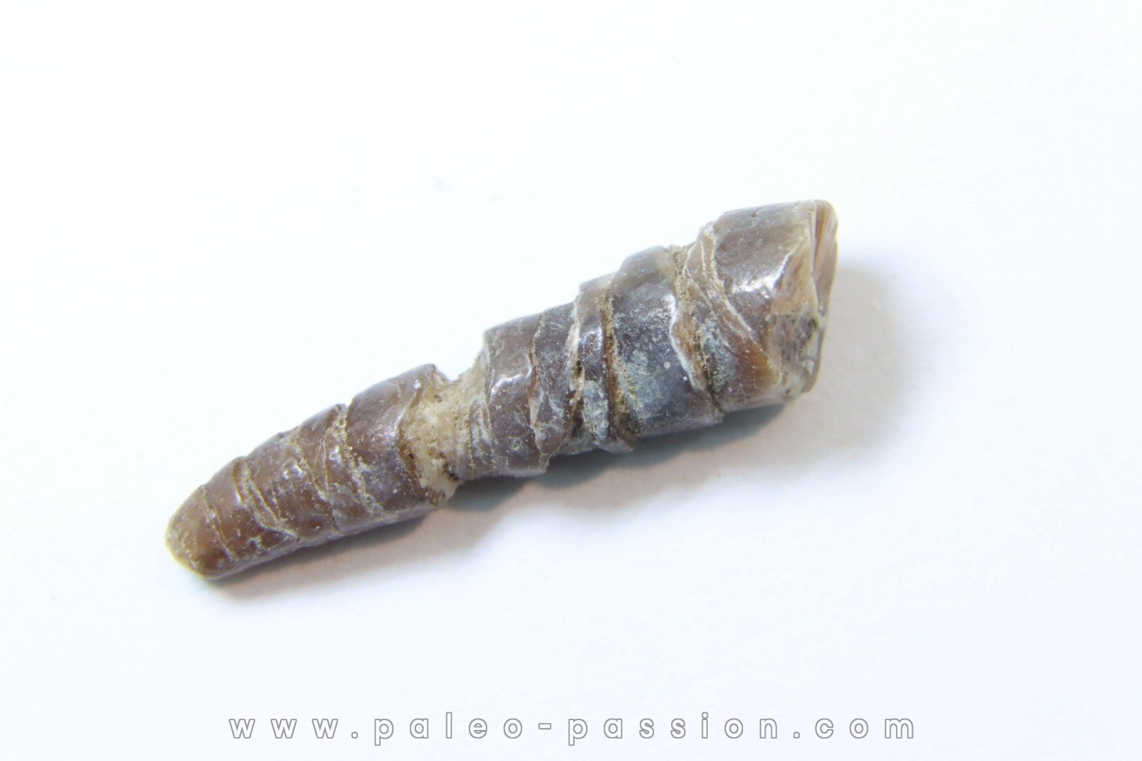 bélemnite: Hibolithes subsulcatus (MUNSTER, 1830) - lower Tithonian- Muhlheim - Germany
