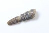 fossile de bélemnite du jurassique "déformé" durant l' EVENEMENT DU  RIES (14.5 M.A.)