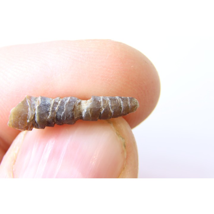 bélemnite: Hibolithes subsulcatus (MUNSTER, 1830) - lower Tithonian- Muhlheim - Germany