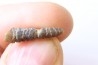bélemnite: Hibolithes subsulcatus (MUNSTER, 1830) - lower Tithonian- Muhlheim - Germany
