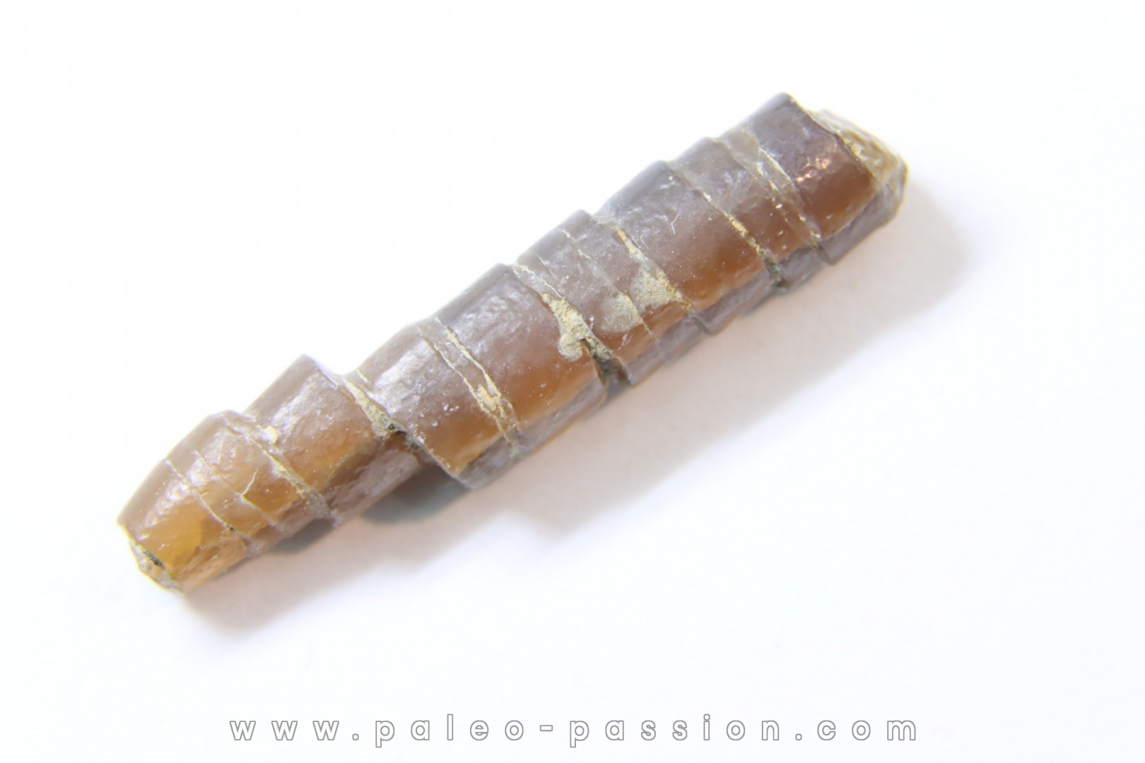 bélemnite: Hibolithes subsulcatus (MUNSTER, 1830) - lower Tithonian- Muhlheim - Germany