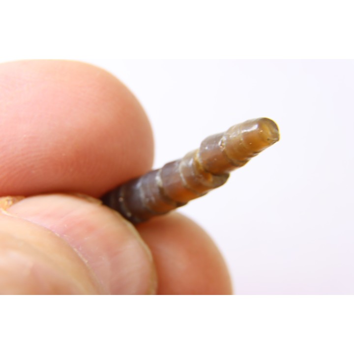 fossile de bélemnite du jurassique "déformé" durant l' EVENEMENT DU  RIES (14.5 M.A.)