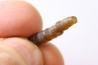 fossile de bélemnite du jurassique "déformé" durant l' EVENEMENT DU  RIES (14.5 M.A.)