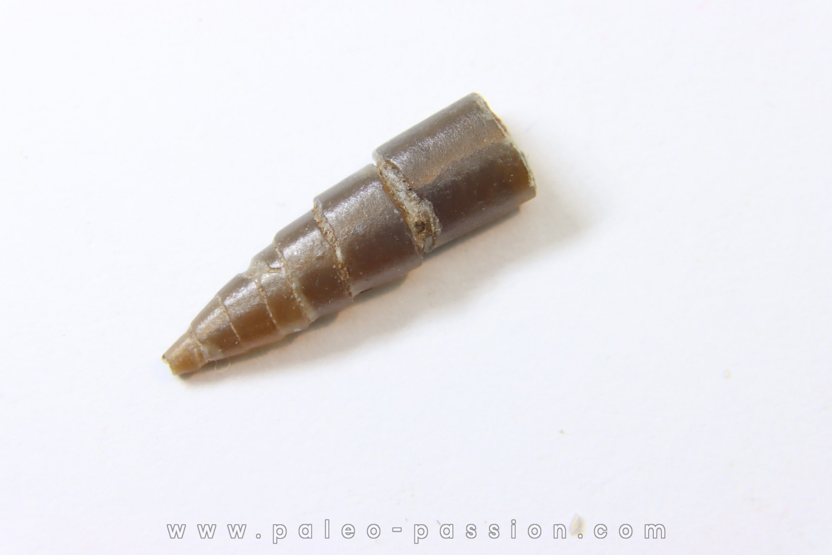 bélemnite: Hibolithes subsulcatus (MUNSTER, 1830) - lower Tithonian- Muhlheim - Germany
