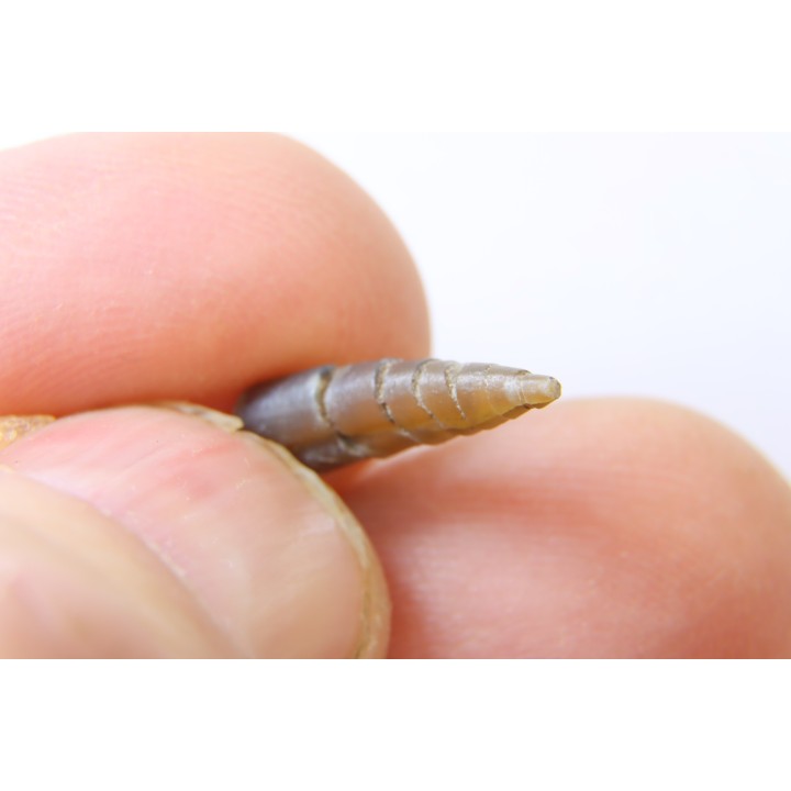 fossile de bélemnite du jurassique "déformé" durant l' EVENEMENT DU  RIES (14.5 M.A.)