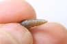 fossile de bélemnite du jurassique "déformé" durant l' EVENEMENT DU  RIES (14.5 M.A.)