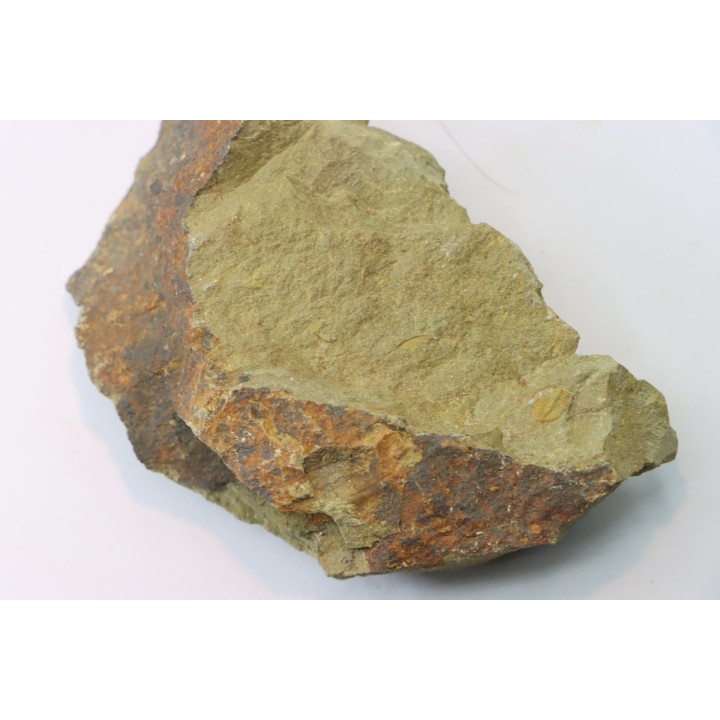 Shergoldiella vincenti  (Geyer, 2006)  cambrien  Tarhoucht, tinejdad - maroc