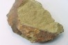 Shergoldiella vincenti (Geyer, 2006) cambrien Tarhoucht, tinejdad - maroc