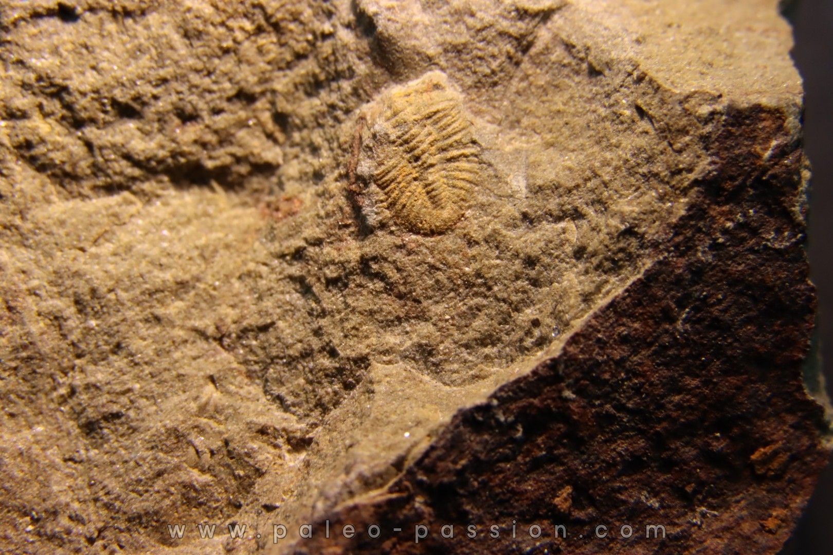 Shergoldiella vincenti (Geyer, 2006) cambrien Tarhoucht, tinejdad - maroc